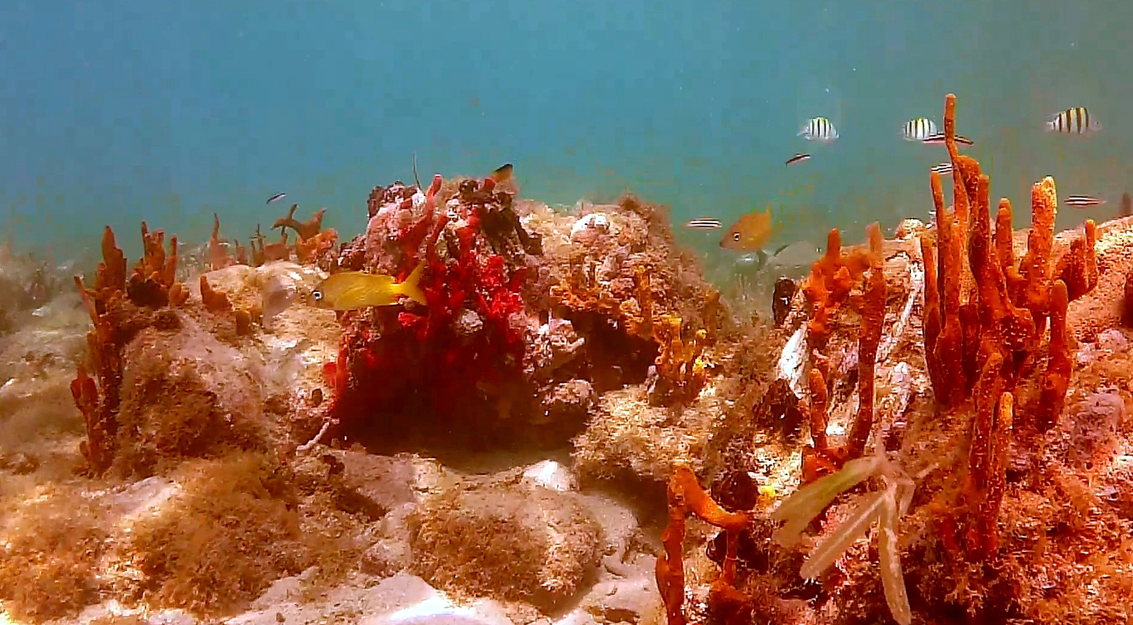 Coral & Fish in Francis Bay